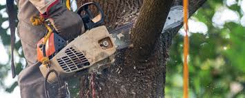 Best Organic Lawn Care Solutions  in Newnan, GA