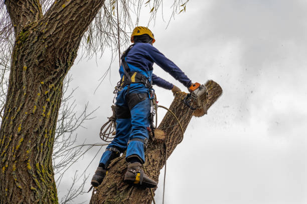 How Our Tree Care Process Works  in  Newnan, GA